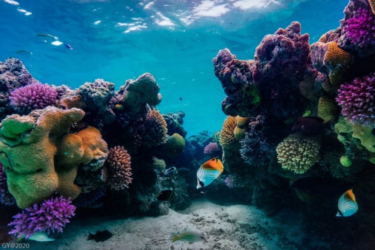 Data Transparency Can Save Coral Ecosystems